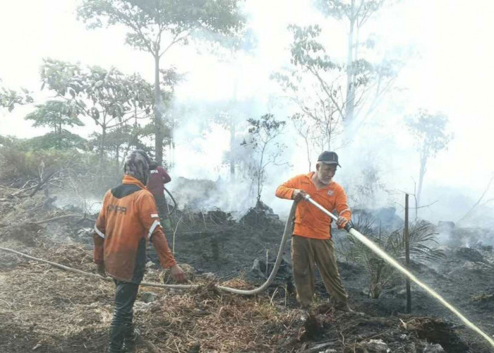 Karhutla di Indonesia Berkaitan dengan Gambut, ini Proses Pembentukannya