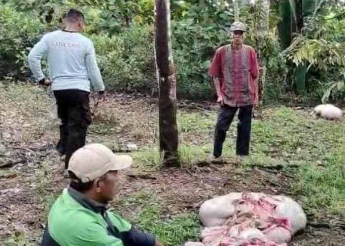 Pencurian Sapi di Banyuasin Modus Potong di Tempat Marak, Warga Sebut Pelaku Sudah Meresahkan