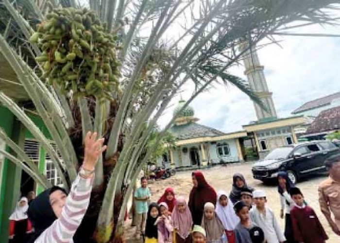 Pohon Kurma Berbuah di Masjid Al Mukhlisin Palembang Bikin Heboh, Jadi Latar Bagus Foto Selfie di Bulan Puasa