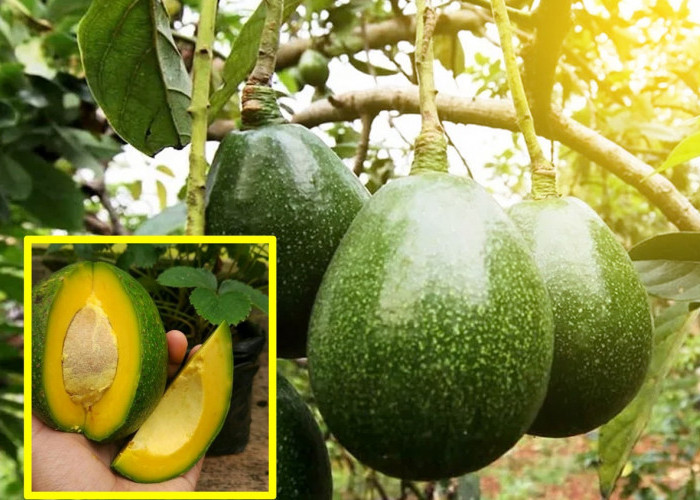 5 Perawatan yang Dibutuhkan Alpukat Miki, Produksi Buah Optimal dan Berkualitas