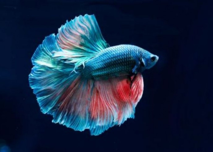 Coraknya Cantik, Ini 4 Jenis Ikan Hias Mudah Dipelihara dan Harganya Murah Meriah 