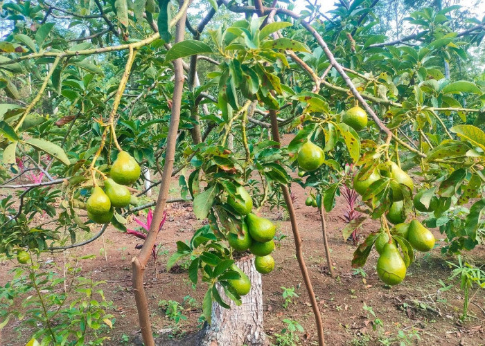 Berapa Lama Pohon Alpukat akan Berbuah? Berikut Penjelasan Lengkapnya