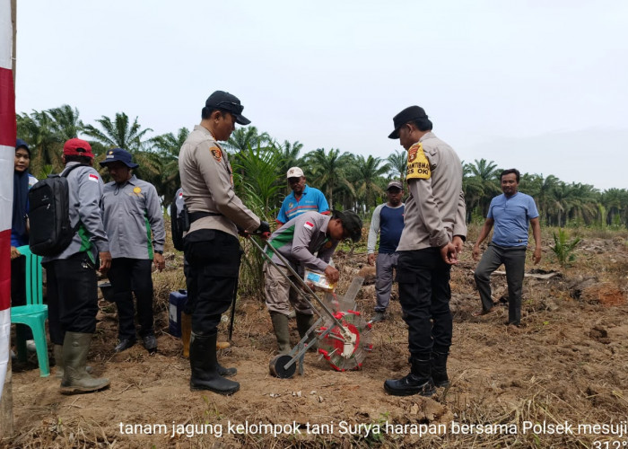 Desa Surya Adi Mesuji OKI Jadi Lokasi Baru Penanaman Jagung, Dukung Program Pemerintah