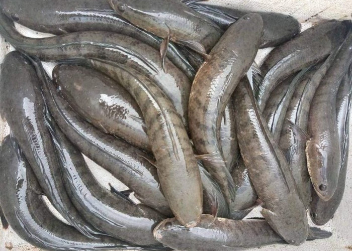 6 Jenis Ikan yang Sering Digunakan untuk Membuat Pempek, Makanan Khas Palembang