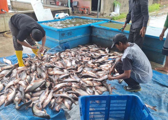 Di Bawah Kepemimpinan Enos-Yudha, OKU Timur Sukses Jadi Penghasil Ikan Patin Terbesar di Indonesia