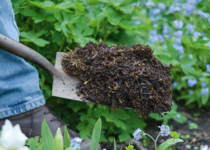 Mengenal Kompos dan Cara Pengaplikasiannya untuk Meningkatkan Kesuburan Tanah