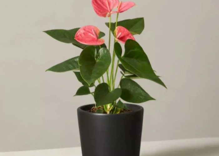 Mengenal Anthurium Andraeanum: Keindahan Bunga Flamenco untuk Mempercantik Interior Rumah