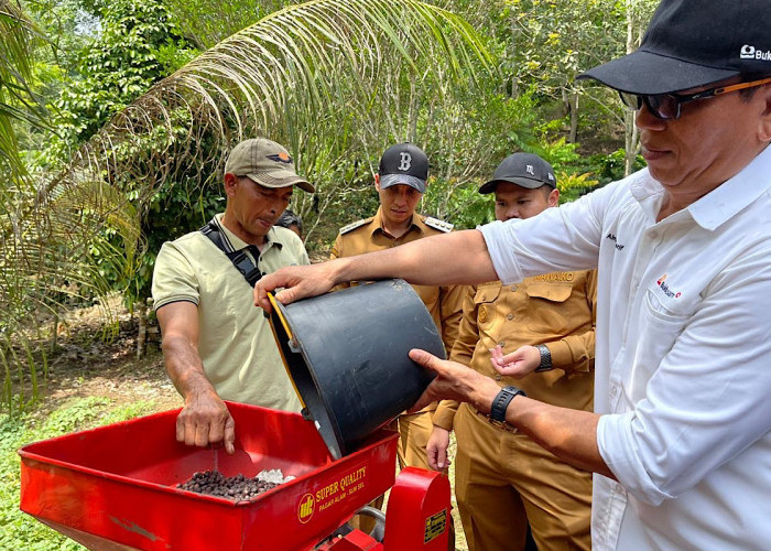 PTBA Dampingi Petani Kopi Sawahlunto Panen dan Ciptakan Nilai Tambah