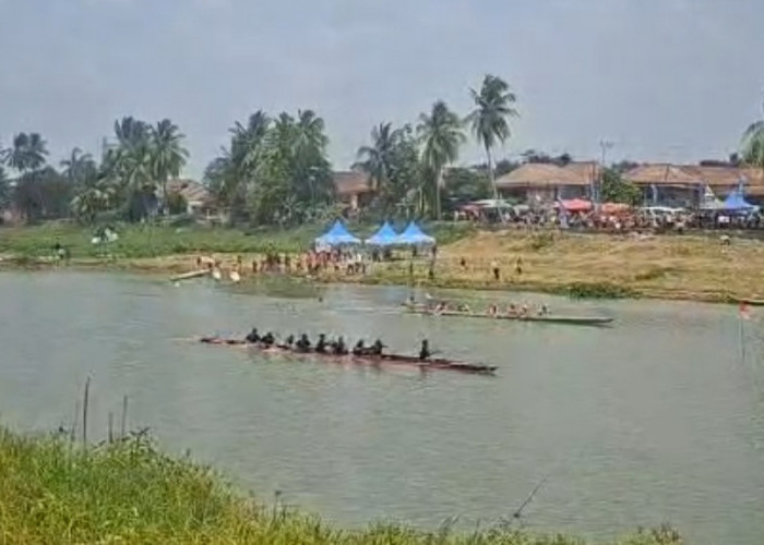 Anak Buaya Ditemukan Mati di Aliran Sungai Komering Kayuagung bawah Jembatan