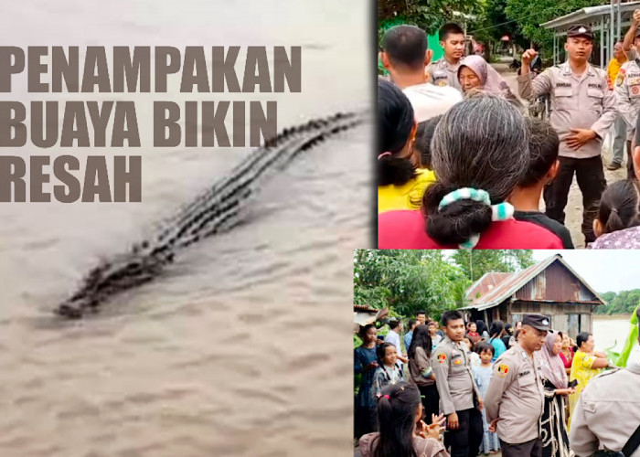 Warga Mulai Takut Mandi dan Mencuci Usai 2 Ekor Buaya Muncul di Sungai Ogan Rantau Panjang