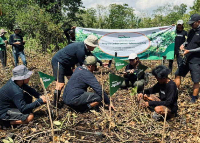 Telkomsel Tanam 10.600 Mangrove Hasil Donasi Poin Pelanggan, Ini Lokasinya Penanamannya