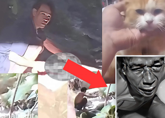 Penampakan Mochi Kucing Selamat Dari Jagal Ratusan Kucing di Pagaralam