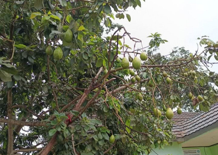 Cara agar Pohon Alpukat Berbuah Lebat, Cukup Taburkan Bumbu Dapur Ini