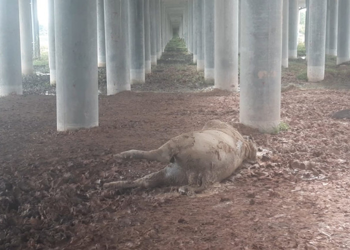 Belasan Kerbau di Ogan Ilir Ditemukan Mati Mendadak, Ada yang di Kolong Jalan Tol Indralaya-Prabumulih