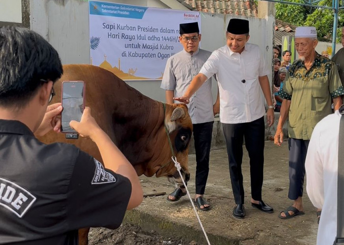Bupati Ogan Ilir Serahkan Sapi Kurban Presiden Prabowo, Jenis Limousin dengan Berat 950 Kg 