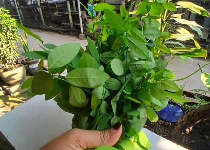 5 Manfaat Daun Katuk untuk Kesehatan Pria, Bukan Cuma Baik Buat Ibu Menyusui!