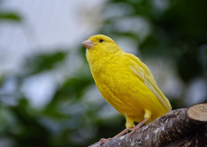 Mengenal 6 Jenis Burung Kenari. Si Penyanyi Seriosa Favorit Kicau Mania