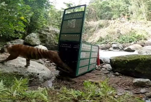 Pantauan TNKS;  Harimau Surya Terpantau di Kawasan Renah Kayu Embun, Muncul Juga Harimau Lain 
