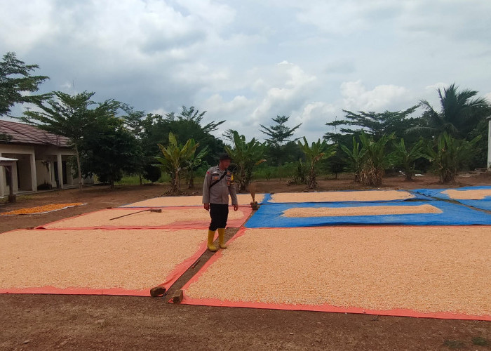 Putus Mata Rantai Tengkulak Polsek Teluk Gelam Terima Jagung Petani