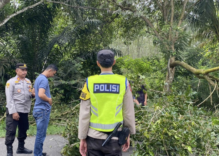 Pohon Besar Tumbang Tutupi Jalan Raya, Kapolsek Rantau Alai Ogan Ilir Inisiasi Membersihkan