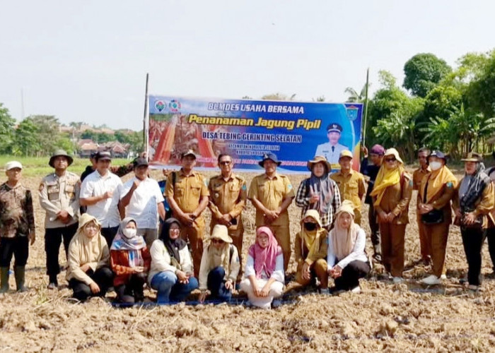 Penanaman Jagung Pipil Desa Tebing Gerinting Selatan Ogan Ilir, Dukung Program Ketahanan Pangan