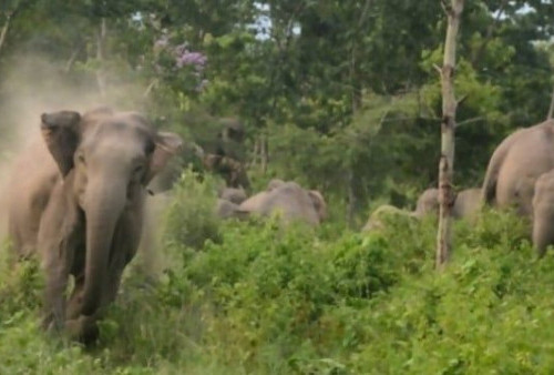 Satu Warga Desa Jelutung Tewas, Segerombolan Gajah Liar Mengamuk