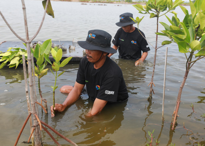 BRI Menanam – Grow dan Green: Komitmen Nyata BRI Dukung Keberlanjutan dan Lingkungan Hidup