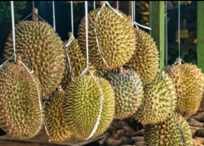 Durian Serbu Palembang, Jangan Asal Pilih Begini 6 Tips Terbaru Cara Memilih Buah yang Tebal dan Rasanya Manis