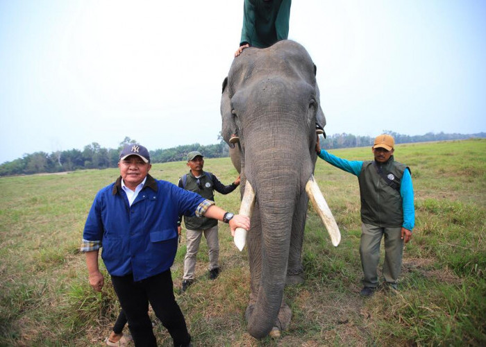 Gubernur Sumsel Tinjau Penanganan Karhutla di Habitat Gajah Padang Sugihan Banyuasin