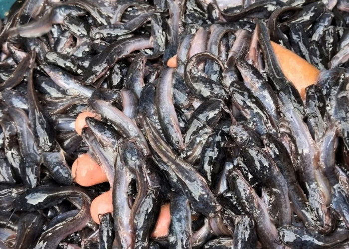 6 Jenis Ikan Lele untuk Budidaya, Jangan Salah Pilih agar Hasil Panen Optimal 