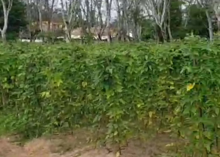 Manfaatkan Lahan Kosong Berkebun Kacang Panjang di Desa Bumi Harjo OKI Hasilkan 30 Kg Sekali Panen