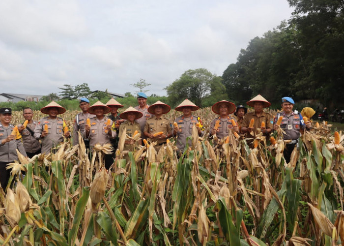 Ikut Serta Panen Jagung di Desa Lorok Ogan Ilir, Kapolsek Indralaya Harapkan Bisa Dorong Kemandirian Pangan