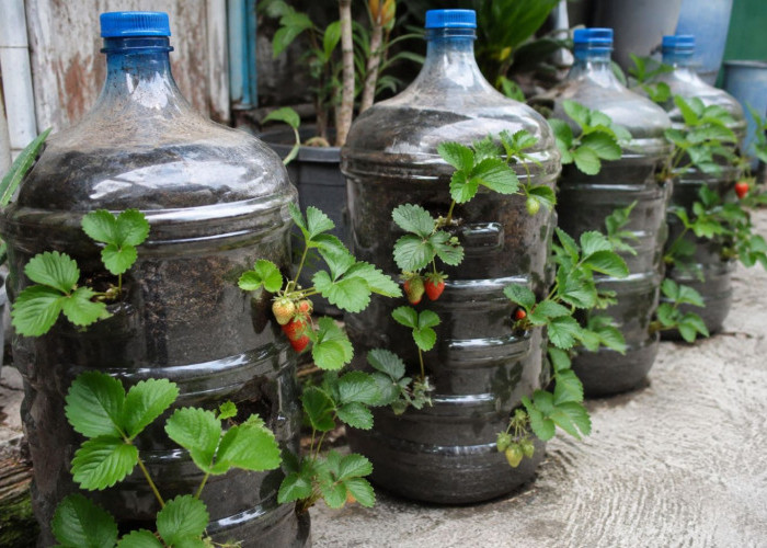 Cara Menanam Stroberi di Galon Bekas, Solusi Hemat Berkebun di Lahan Sempit
