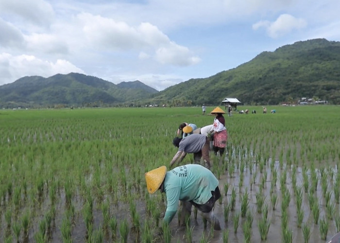 Berbasis Gotong Royong, Desa Manemeng Perkuat Ekosistem Ekonomi Kerakyatan melalui Program Desa BRILiaN