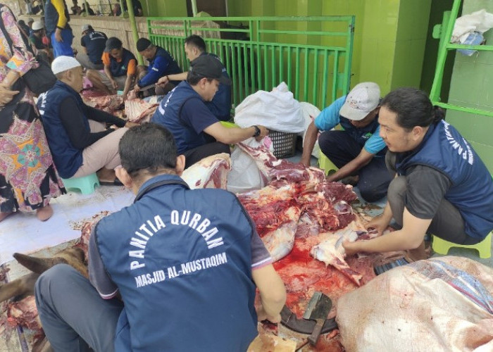 Begini Tata Cara Menyembelih Hewan Kurban Sesuai Syariat Islam, Cocok untuk Panduan Panitia Kurban