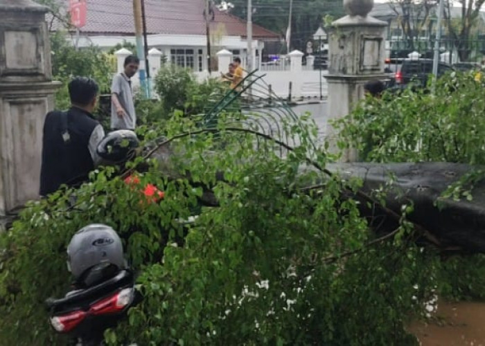 Pohon Tumbang Timpa Motor Pengunjung PN Palembang, Lalu Lintas Sempat Lumpuh Total
