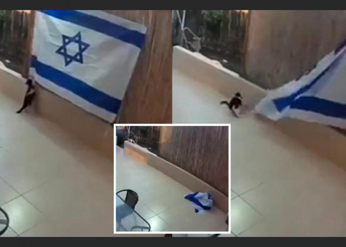 Lagi...Pertanda Apa? Hewan Menggemaskan Ini Juga Jatuhkan Bendera Israel, Netizen: Kucingpun Tak Suke