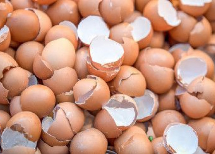 Sering Dibuang? Ini Manfaat Cangkang Telur Bagi Tanaman Salah Satunya Dapat Suburkan Tanah