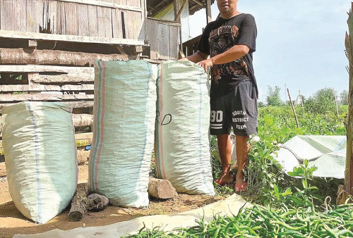  Aji Mumpung, Petani Pilih Petik Cabai yang Masih Hijau