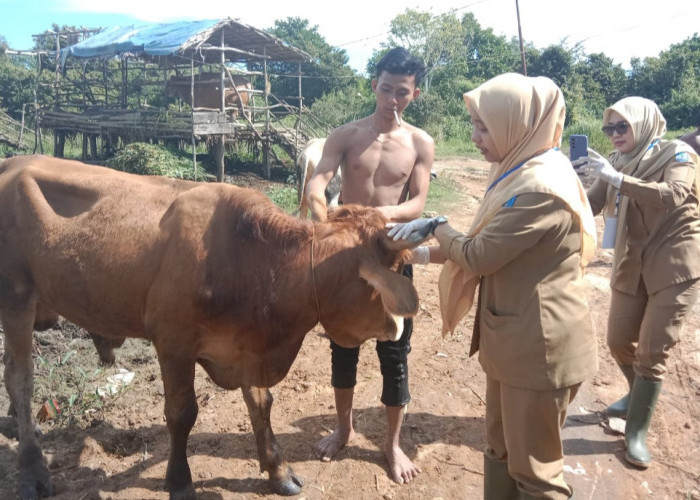 OPD di OKI Potong Hewan Kurban, Daging Didistribusikan ke Masyarakat