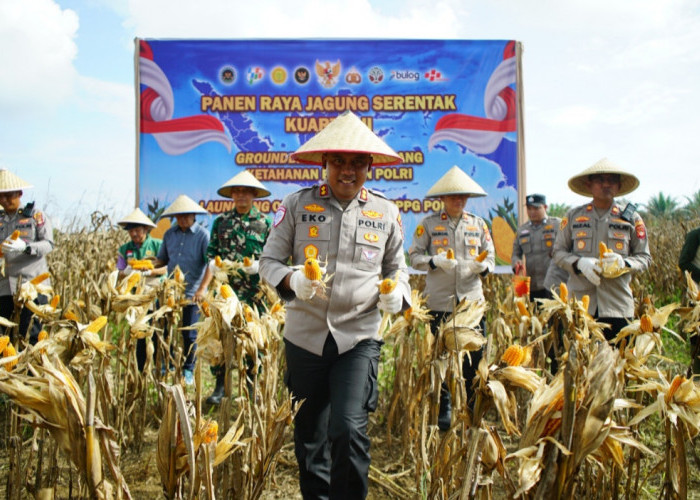 Panen Raya Jagung Serentak, 15 Ton Hasilnya Polres OKI Kirim ke Bulog Palembang
