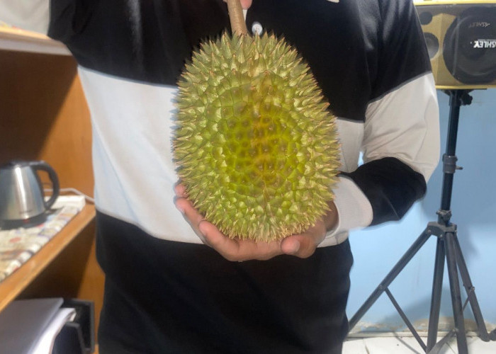 5 Ciri Utama Durian Berkualitas yang Wajib Diketahui Sebelum Membeli
