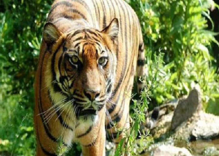 Ibu Asal India ini Berkelahi dengan Harimau Selamatkan Bayi