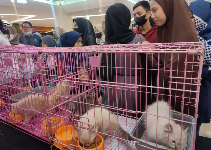 Melihat Keseruan Pameran Kucing Gelaran Polsri - ICA Palembang