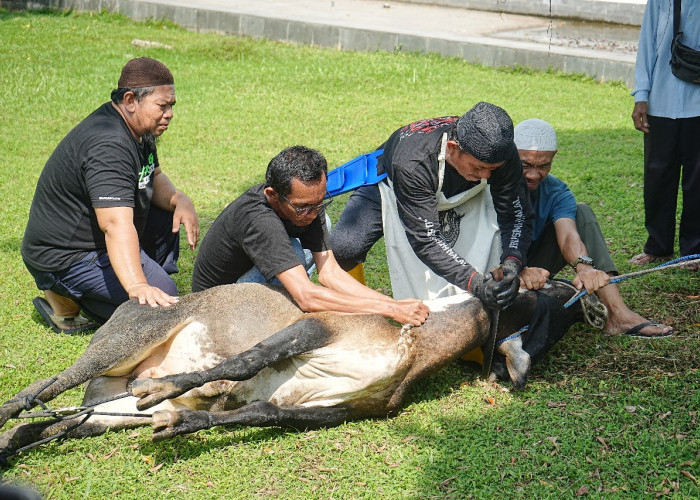 PT Bukit Asam Gelar Pelatihan Penyembelihan Hewan Kurban Sambut Idul Adha 1446 H