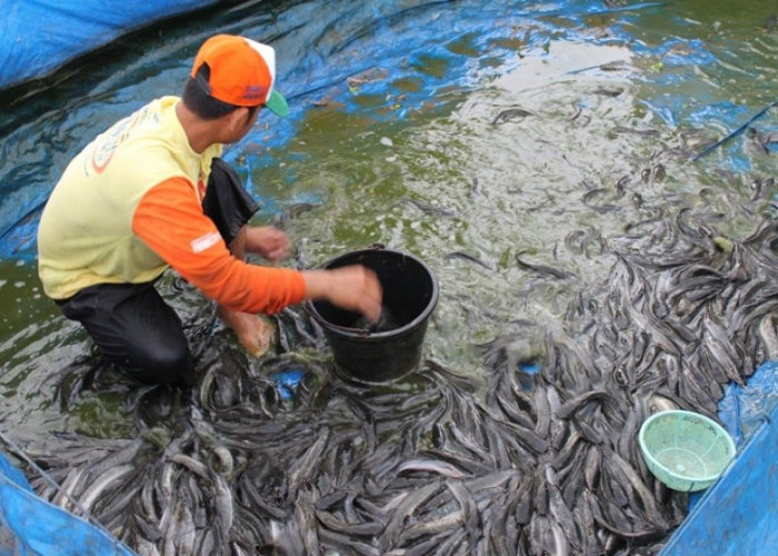 7 Cara Budidaya Lele untuk Pemula: Modal Kecil, Keuntungan Menjanjikan