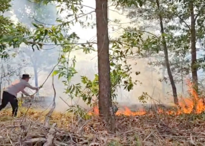 Polsek Kota Agung Berhasil Padamkan Kebakaran Lahan, Imbau Warga Tak Buang Puntung Rokok Sembarangan