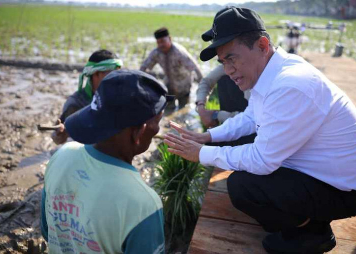 Rehabilitasi 98.000 Hektare Sawah Pasca Bencana di Sumatera, Mentan Amran Sebut Tanggung Jawab Negara