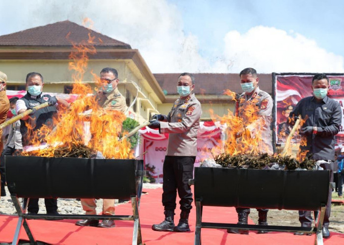 Polda Sumsel Bakar 200 Kg Ganja dari Ladang Seluas 20 Hektare di Empat Lawang