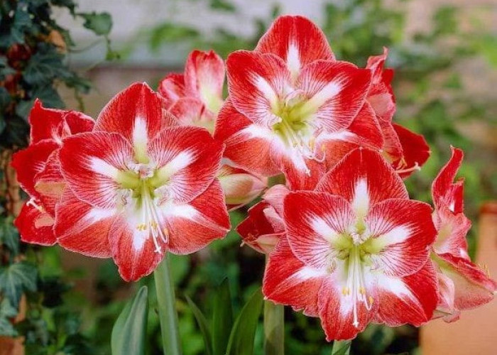 Yuk Intip Fakta Menarik Bunga Amarilis, Tanaman Hias Cantik Mempesona